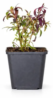 Zdjęcie produktu dla Gaura lindheimeri „Siskiyou Pink” – gaura – doniczka 9 cm – wysokość 10–25 cm – zestaw 48 roślin