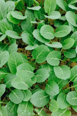 Produktbild von Enseleits Spitzkohl, Spitzkohl im 10er Set