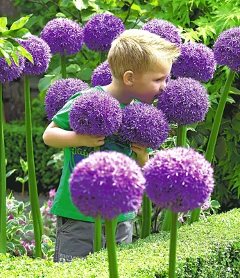 Produktbild von BALDUR Garten 1x Allium 'Globemaster', Zwiebel mit Umfang 20 cm, riesengroße Blütenkugeln, imposante Schnittblume, pflegeleicht, winterhart, mehrjährig, Schnittblume, trockenresistent