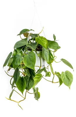 Obrázok produktu pre Gardners Philodendron scandens - závesný, priemer 15 cm
