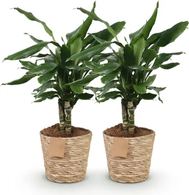 Obrázek produktu pro Dracaena fragrans Steudneri – dračí strom – 2 rostliny – 50–55 cm – 17 cm – nenáročná pokojová rostlina s lesklými zelenými listy – včetně přírodního košíku