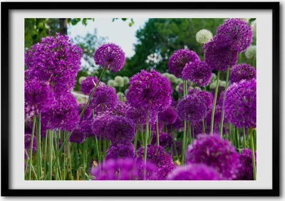 Produktbild von Bild - Bilder - Bilderrahmen - 70 cm x 50 cm - MDF-Rahmen, Wandkunst Blumen Knoblauch