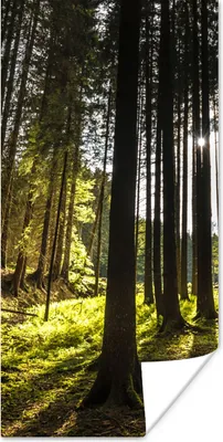 Produktbild von MuchoWow® Poster Baum - Natur - Sonne - Wald 20x40 cm - Plakat - Foto
