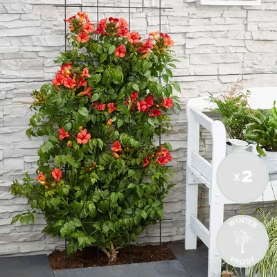 Image de Bloomique - Lot de 2 - Campsis radicans 'Flamengo' - Bignone rouge - Plantes grimpantes - Plantes de jardin - Rustiques - Hauteur 50-70 cm - Pot 15 cm