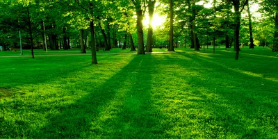 Produktbild von Tulup® Glas-Bild - 100x50 -Wandkunst - Wandbild hinter gehärtetem Sicherheitsglas  - Landschaften - Gras im Park - Grün
