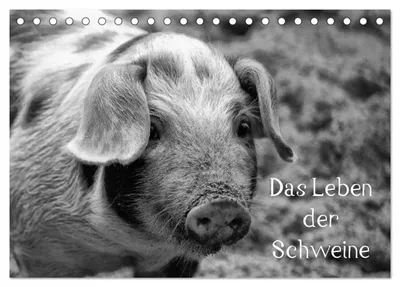 Produktbild von Das Leben der Schweine (Tischkalender 2027 DIN A5 quer), CALVENDO Monatskalender
