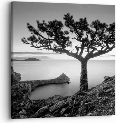 Produktbild von Bild auf Leinwand - Leinwandbild - Einteilig - Baum Schwarzweiß Ansicht - 40x40cm - Wand Bild - Wanddeko - Wandbilder - Leinwanddruck - Bilder - Wanddekoration - Leinwand bilder - AC40x40-4297
