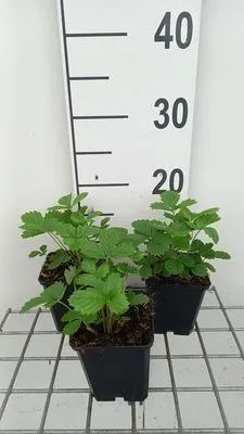 Obrázok produktu pre 6 x Fragaria vesca 'Alexandria' - Lesná jahoda - kvetináč 9 x 9 cm