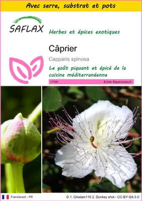Image de SAFLAX Ensemble de culture - Câprier - 25 graines - Capparis