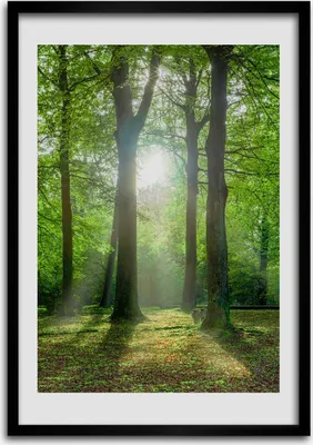 Produktbild von Bild - Bilderrahmen - Foto - 70 cm x 100 cm - MDF - Rahmen - Wandkunst - Sonne im Wald
