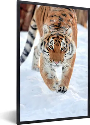 Produktbild von MuchoWow® Gerahmtes Poster Tiger - Schnee - Tiere 20x30 cm - Poster mit Schwarzem Bilderrahmen Wandposter Rahmen Foto Bilder - Drucken - Bilder Poster im Rahmen