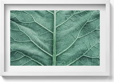 Produktbild von Nahaufnahme der Adern eines Blattes– Wandbild mit Rahmen – Gerahmtes Bild  – Wanddekoration – 60x40 cm –  Schwarz Rahmen