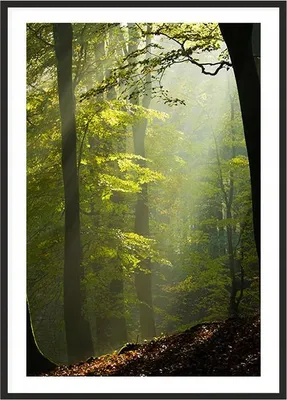 Image de Image, poster dans un cadre 53x73 cm Forêt P2016