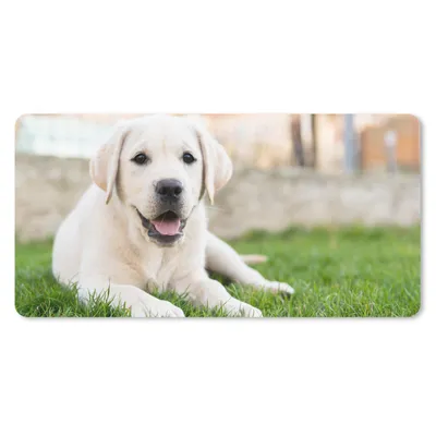 Produktbild von MuchoWow® Mauspad Mousepad Weißer Labrador Retriever im Gras liegend 60x30 cm - Mousepads - Maus Mat - Pad - Mausunterlage - Nachhaltig