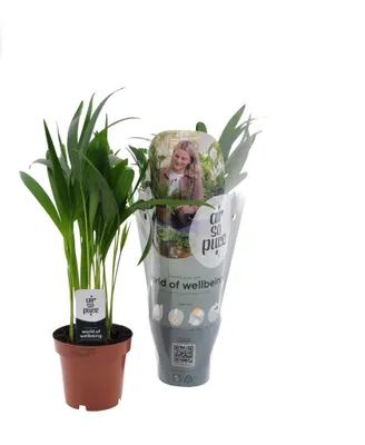 Produktbild von Goldfruchtpalme - Dypsis Lutescens – Zimmerpflanze – Ø12 cm Topf – Ca. 40 cm hoch – Pflegeleichte Mini-Palme mit tropischem Flair – Für Wohnzimmer, Büro & Bad