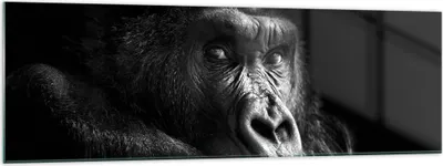 Produktbild von Bilder auf glas - Einteilig - Affe Gorilla Porträt - 160x50cm - Glasbilder - Wandbilder - Bilder - zum Aufhängen bereit - Wanddekoration aus Glas - Glas Bilder - Wandbild auf Glas - GAB160x50-5007