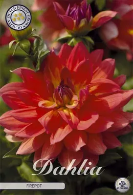 Artikelbild 2 von 'Dahlie Firepot (1 Stück)' aus der Kategorie Dahlienzwiebeln