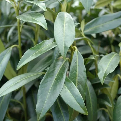 Obrázok produktu pre 2 x  Kirschlorbeer  - Prunus laurocerasus 'Herbergii'  | 40-60 cm v kontajneri