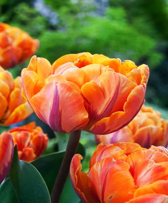 Zdjęcie produktu dla Tulipan Orange Benex