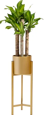 Immagine prodotto di QUVIO Supporto per piante in metallo - supporto per piante da interno - supporto per piante - supporto per piante - supporto per piante in metallo - interno - supporto per piante - supporto per piante - 22x22x60 cm - metallo - oro - S