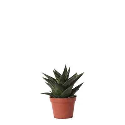 Produktbild von Kolibri Greens | Grüne Pflanze - Sukkulente Haworthia Limifolia - Blumenerde Ø6cm - grüne Zimmerpflanze - frisch aus der Gärtnerei