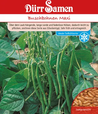Produktbild von Buschbohne Maxi | Buschbohnensamen von Dürr Samen