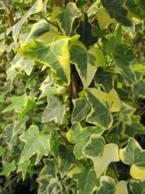 Produktbild von Hedera helix Goldchild - buntblättriger Efeu
