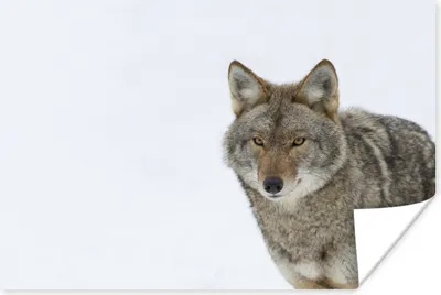 Produktbild von MuchoWow® Poster Wolf auf weißem Hintergrund 60x40 cm - Schlafzimmerdekoration