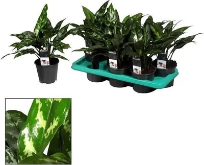 Produktbild von Aglaonema Maria – Zimmerpflanze – Ø14cm – ↕40cm – Elegante Grünpflanze mit gemusterten Blättern – Pflegeleicht & luftreinigend