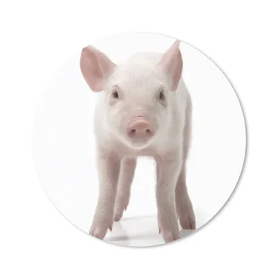 Produktbild von MuchoWow® Mauspad Mousepad Schwein - Tiere - Weiß 20x20 cm - Mousepads - Maus Mat - Pad - Mausunterlage - Schreibtischmatte