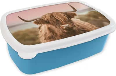 Produktbild von KitchenYeah® Lunchbox Brotzeit Brotdose 17x11 cm Kuh - Schottisches Hochlandrind - Tier Kinder Brotzeitdose - Lunch - Kunststoff  - Brotbüchse - Sandwichbox - Lunchbox für Kinder