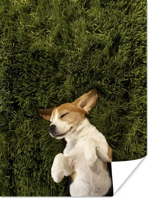 Produktbild von MuchoWow® Poster Im Gras schlafender Hund 90x120 cm - Wohnzimmer