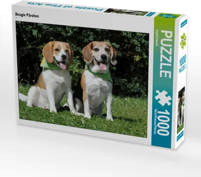 Produktbild von CALVENDO Puzzle Beagle Pärchen | 1000 Teile Lege-Größe 64x48cm Foto-Puzzle für glückliche Stunden