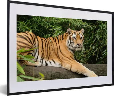Produktbild von MuchoWow® MuchoWow® Gerahmtes Poster Tiger - Baum - Blätter 60x40 cm - Poster mit zchwarzem Bilderrahmen - Schlafzimmer - Plakat in Rahmen - Drucken
