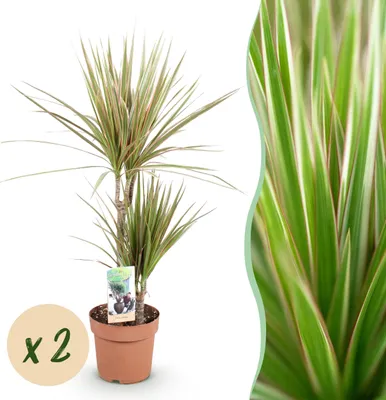 Produktbild von Dracaena Marginata Bicolor - Drachenbaum - Pflegeleicht - Grün - 2 Pflanzen - 70-75cm - Ø17cm - Zimmerpflanze - Immergrün