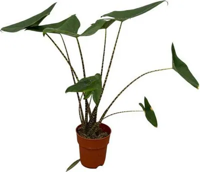Produktbild von Alocasia Zebrina – Tiger-Pfeilblatt – Exotische Zimmerpflanze – Ø21cm – Höhe ca. 100cm – Tropische Pflanze mit gemusterten Stielen und großen Blättern