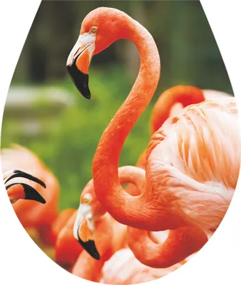 Produktbild von 'Flamingos' WC-Sitz Aufkleber Toilettendeckel Startseite Art 32x38cm