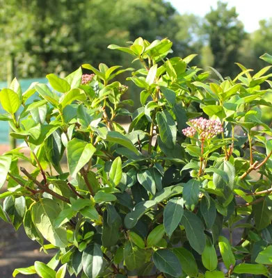Produktbild von Mittelmeer Schneeball Viburnum Tinus 25-30 cm immergrün rosa / weiß