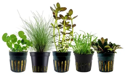 Produktbild von Pflanzen Set mit 5 Einsteiger Topf Aquarium Wasserpflanzen AquaOne Nr.220