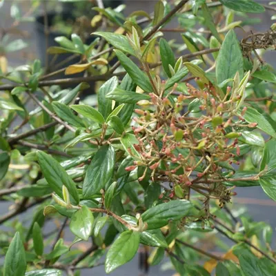 Produktbild von Viburnum parvifolium - Schneelball - 40-60cm