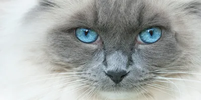 Produktbild von Tulup® Leinwandbild - 140x70 cm - Wandkunst - Drucke auf Leinwand - Leinwanddruck  - Tiere - Blau - Katze Blaue Augen