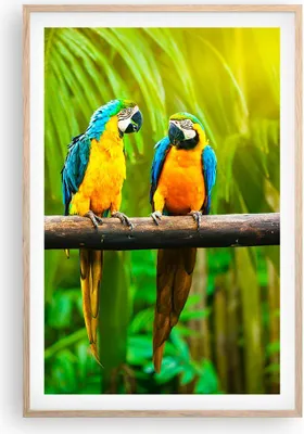 Produktbild von Gerahmtes Poster - Rahmen in heller Eiche - Papageien Collorful Natur Vögel - 61x91,5 cm - Wand Bild - Wanddeko - Wandbilder - Wandposter - Bilderrahmen - Bilder - Kunstdruck - P2NPA61x91-2696