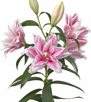 Produktbild von Lilium Zwiebel Sommerblume Garten Zierpflanze Gefüllte Roselily Lucia 1 St.