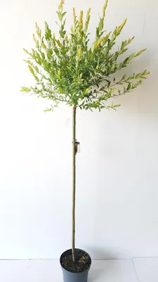 Produktbild von Salix Hakuro Nishiki, Höhe 170-180 cm, Harlekinweide, weiß-grünes Blatt, Japanische Weide
