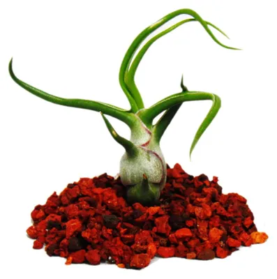 Obrázok produktu pre Tillandsia bulbosa - roslina lužná