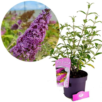 Zdjęcie produktu dla Buddleja davidii 'Pink Delight', krzew motylkowy, doniczka 3-litrowa
