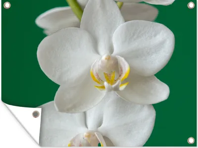 Produktbild von MuchoWow® 40x30 cm Outdoor-Poster Gartendeko Sichtschutz Garten Poster für den Garten  Orchidee mit grünem Hintergrund