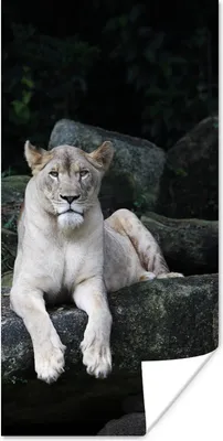Produktbild von MuchoWow® Poster Löwe - Wilde Tiere - Porträt 20x40 cm - Plakat - Foto
