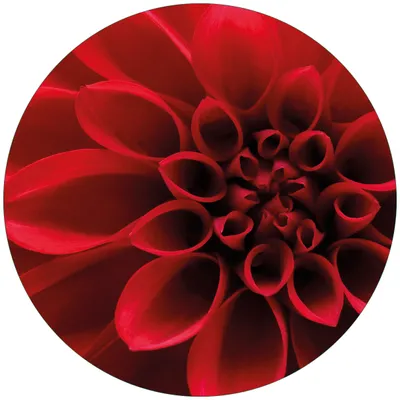 Produktbild von Wallario Premium Glasbild, freischwebende Optik, kräftige Farben, rund 50cm Durchmesser, Motiv Rote Dahlienblüte in Nahaufnahme