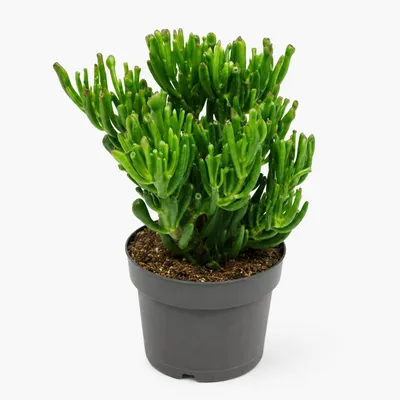 Produktbild von Crassula gollum - Löffelstöckchen - Rarität - 17cm Topf - 30cm hoch